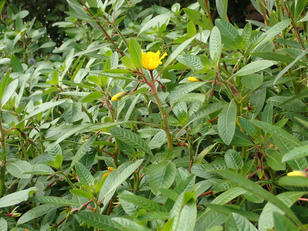 Ludwigia peploides subsp. montevidensis (door Adrie van Heerden)
