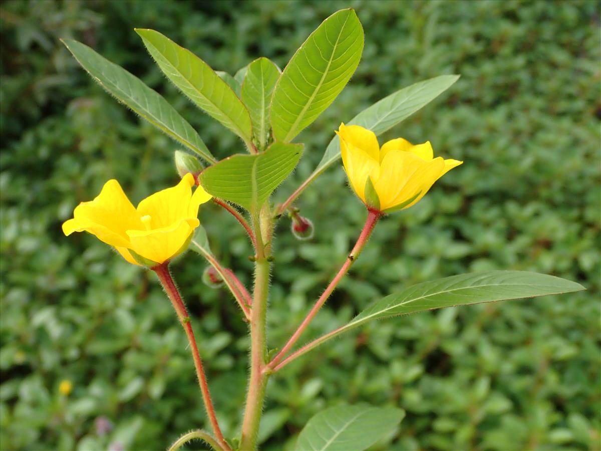 Ludwigia peploides subsp. montevidensis (door Adrie van Heerden)