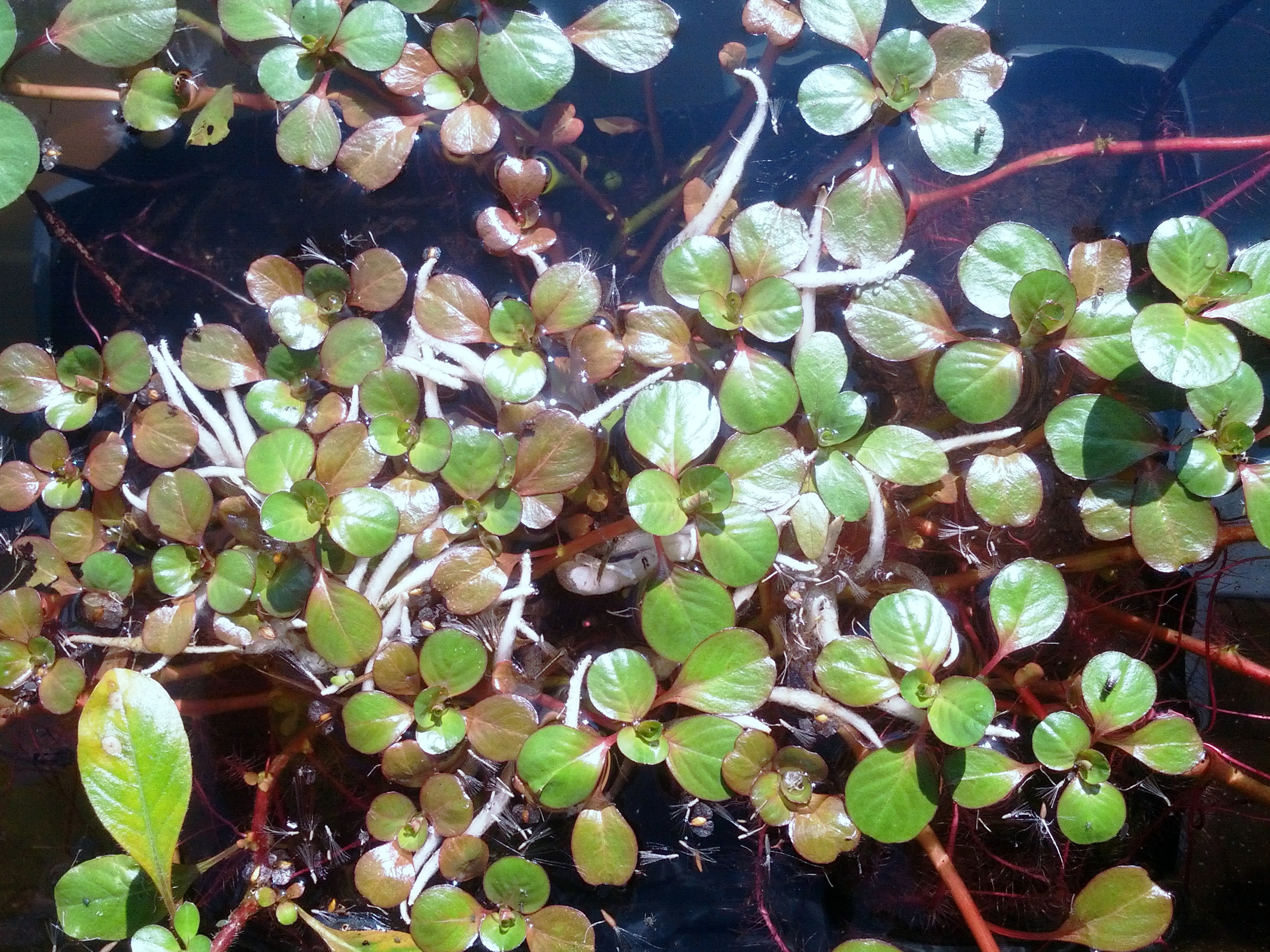 Ludwigia peploides subsp. montevidensis (door Ruud Beringen)