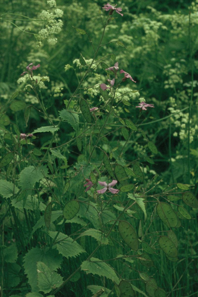 Lunaria annua (door Adrie van Heerden)