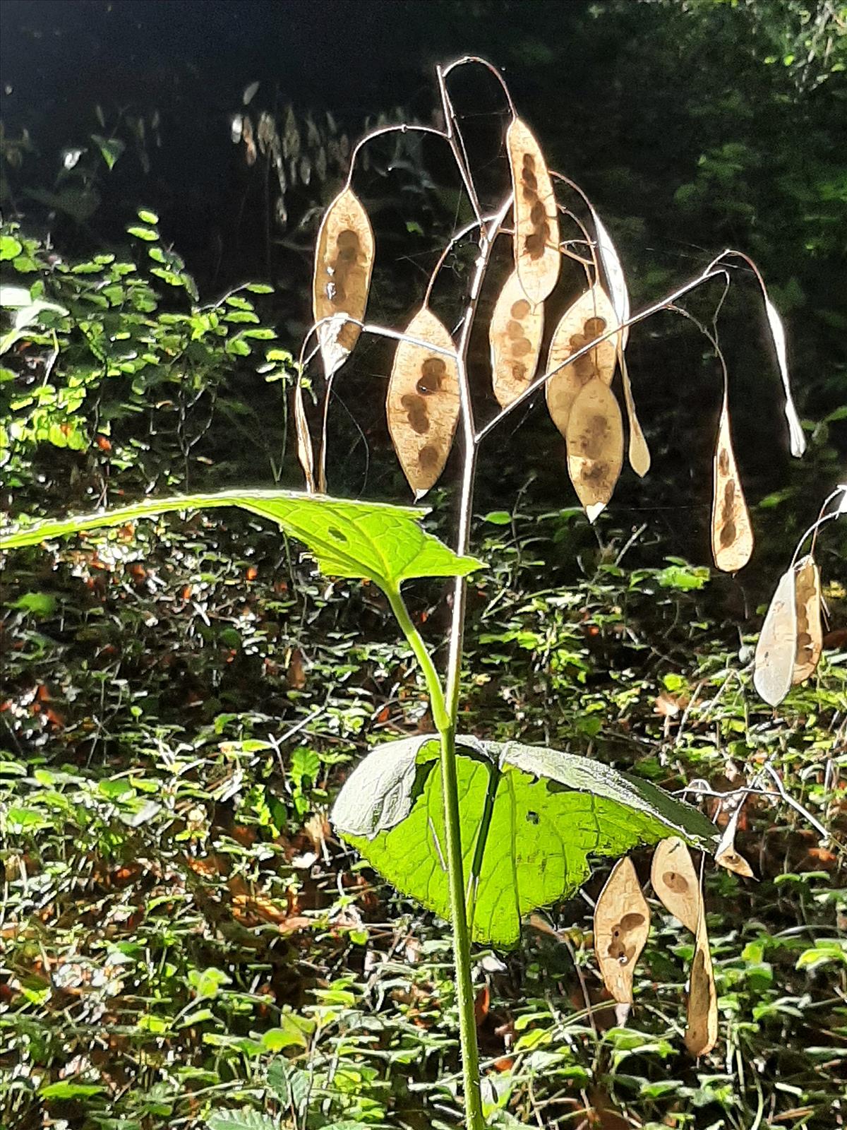 Lunaria rediviva (door Ruud Beringen)