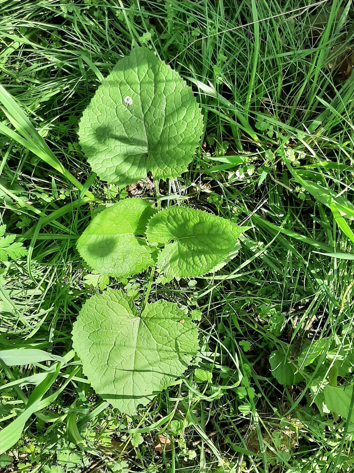 Lunaria rediviva (door Ruud Beringen)