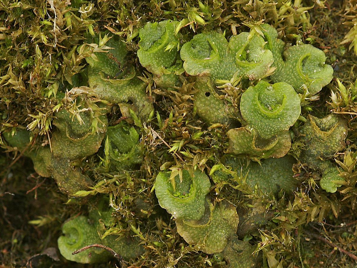 Lunularia cruciata (door Jan Kersten)