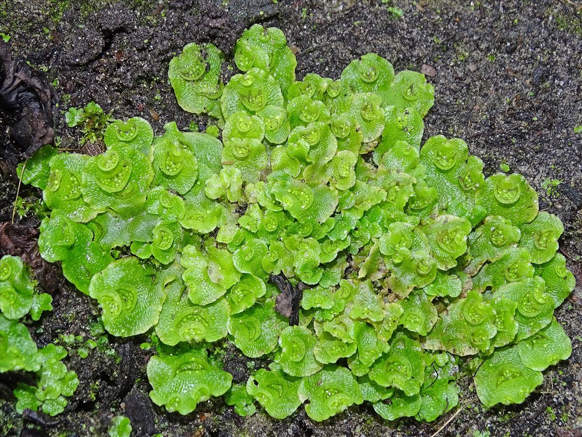 Lunularia cruciata (door Jan Kersten)