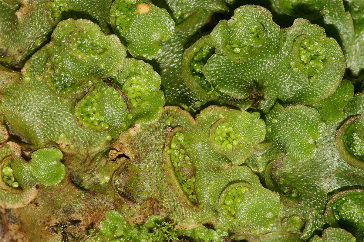 Lunularia cruciata (door Jan Kersten)