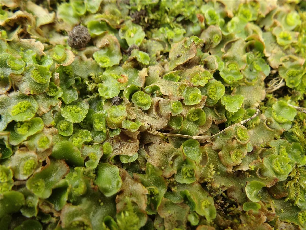 Lunularia cruciata (door Jakob Hanenburg)