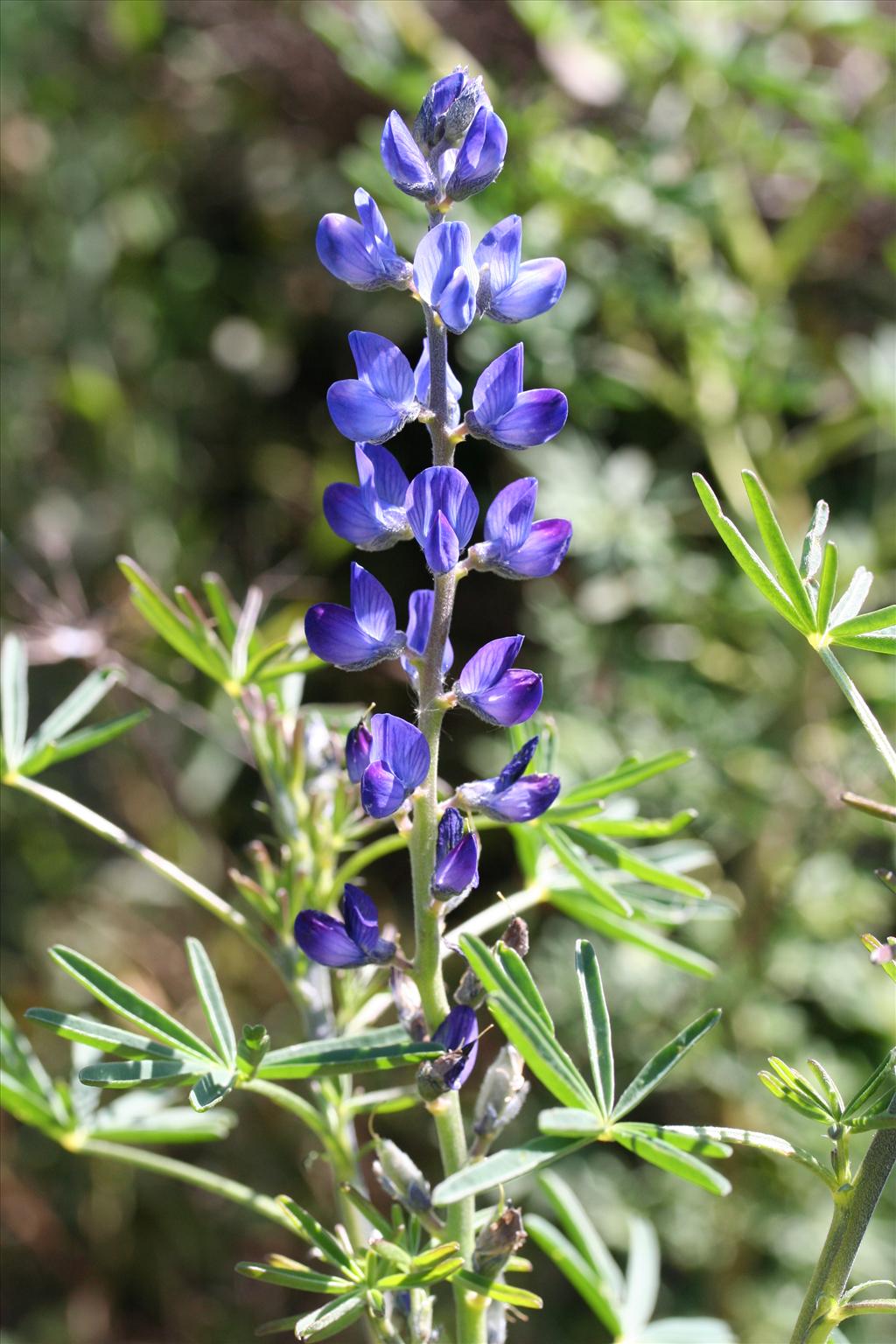 Lupinus angustifolius (door Kim Lotterman)