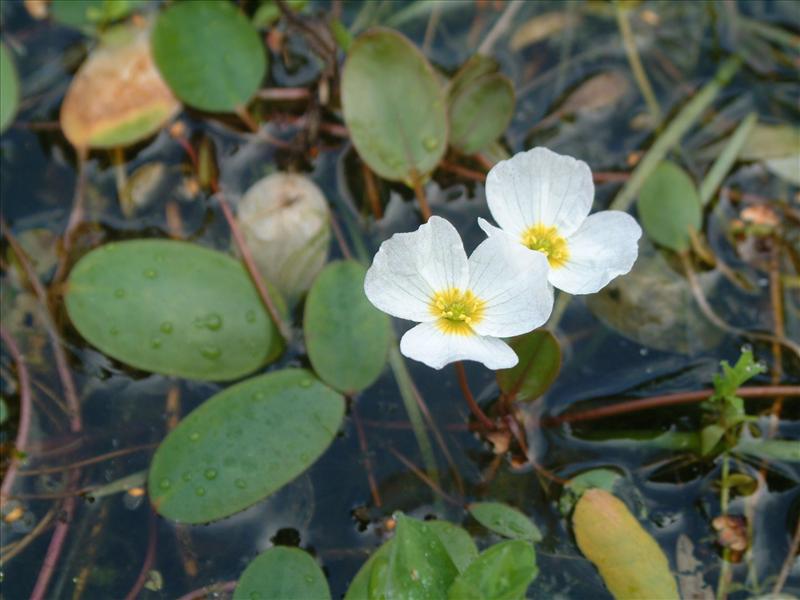 Luronium natans (door Adrie van Heerden)