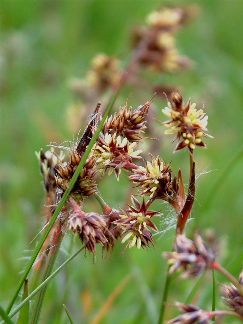 Luzula campestris (door Adrie van Heerden)