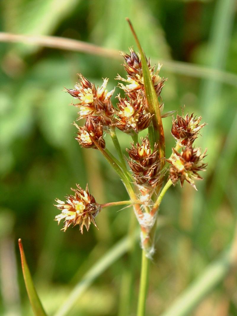 Luzula congesta / multiflora (door Adrie van Heerden)