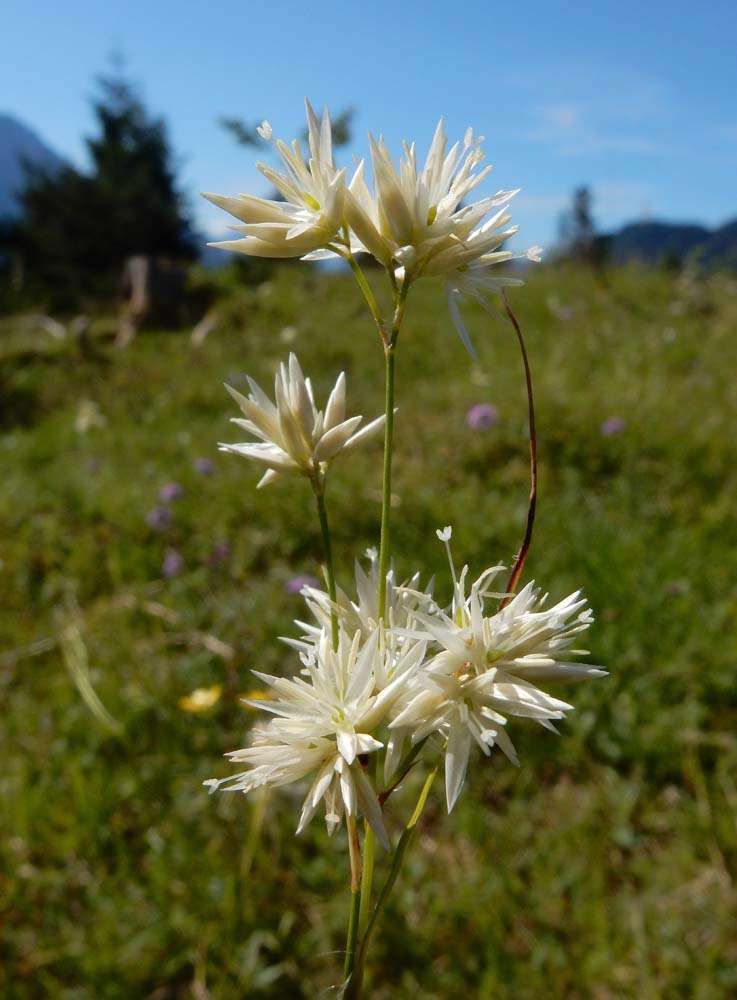 Luzula nivea (door Saxifraga|Ed Stikvoort)