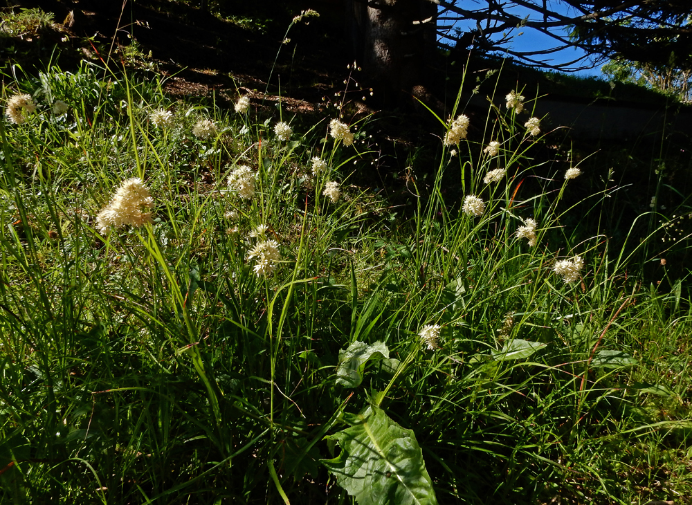 Luzula nivea (door Saxifraga|Ed Stikvoort)