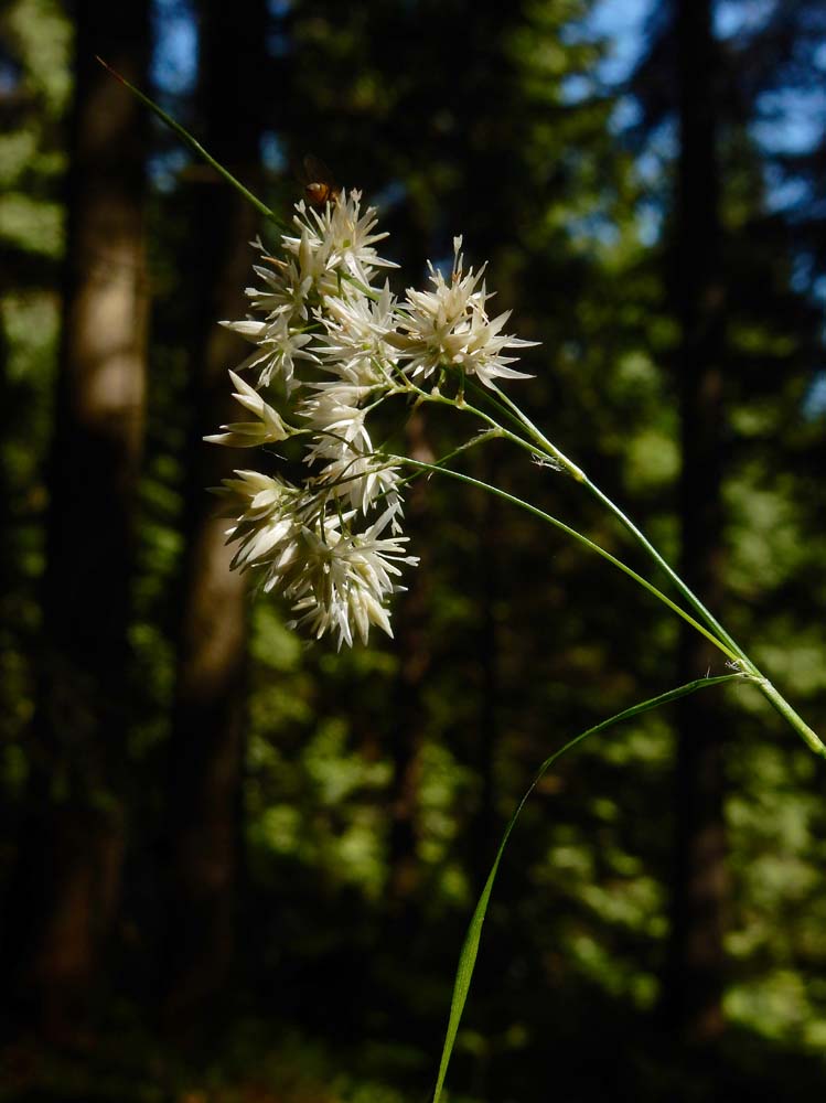 Luzula nivea (door Saxifraga|Ed Stikvoort)