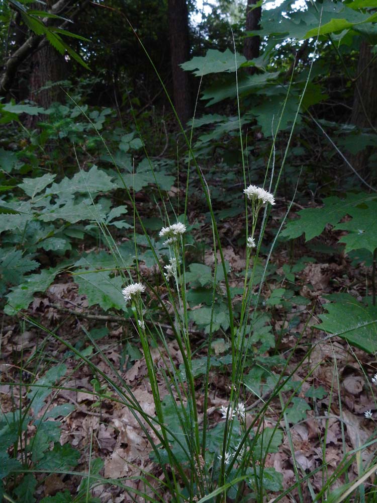 Luzula nivea (door Saxifraga|Ed Stikvoort)