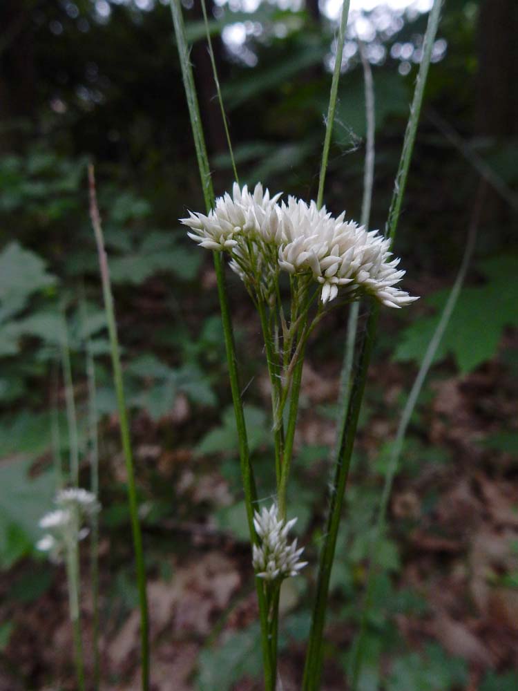 Luzula nivea (door Saxifraga|Ed Stikvoort)