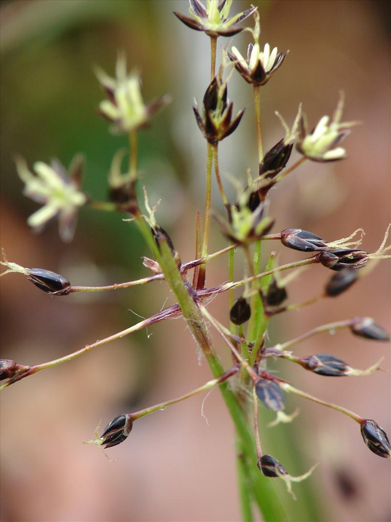 Luzula pilosa (door Adrie van Heerden)