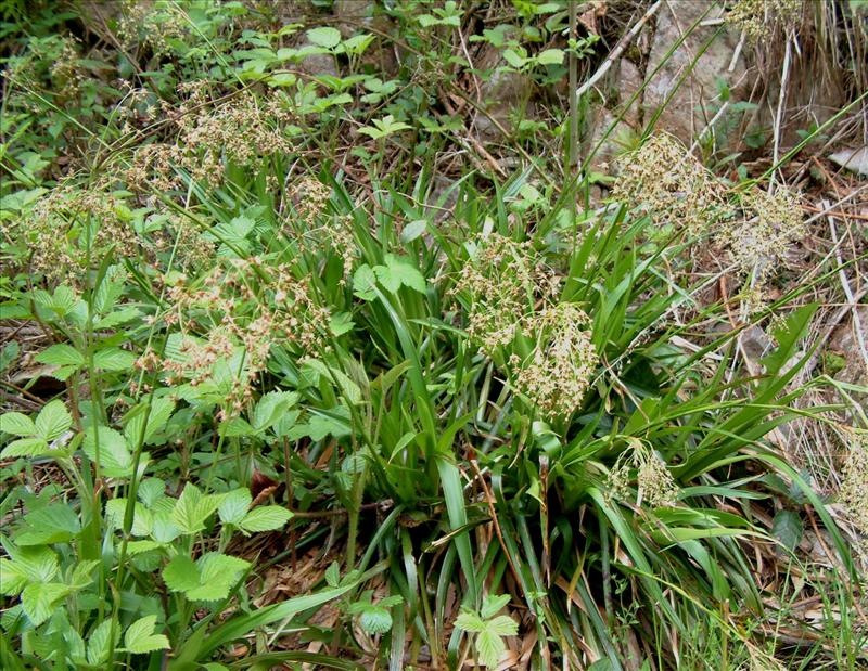 Luzula sylvatica (door Adrie van Heerden)