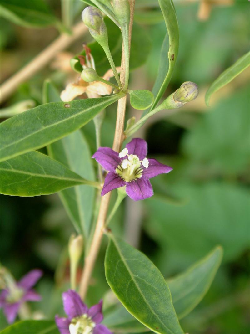 Lycium barbarum (door Adrie van Heerden)