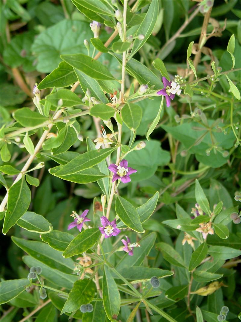 Lycium barbarum (door Adrie van Heerden)