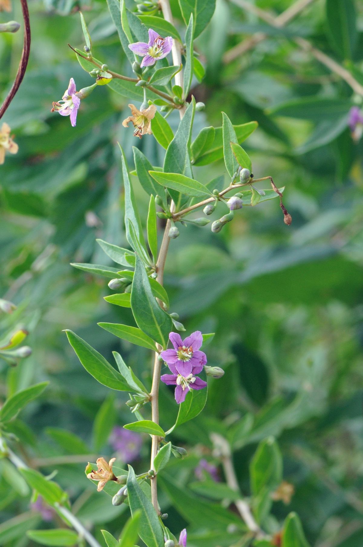 Lycium barbarum (door Hans Toetenel)