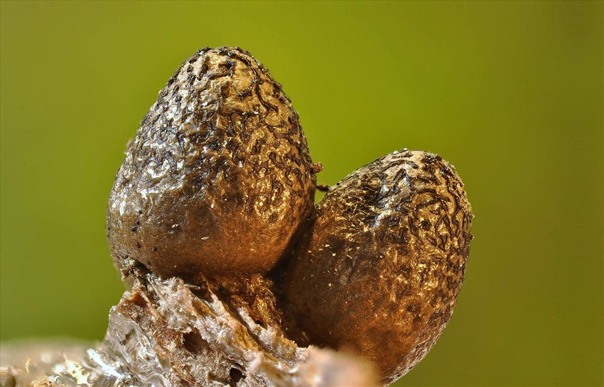 Lycogala conicum (door Jan Plaisier)