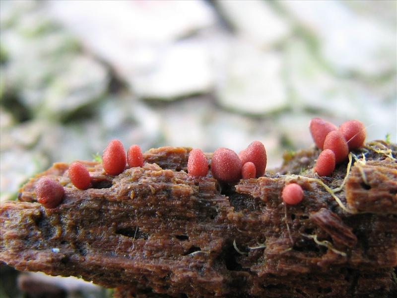 Lycogala conicum (door Marian Jagers)