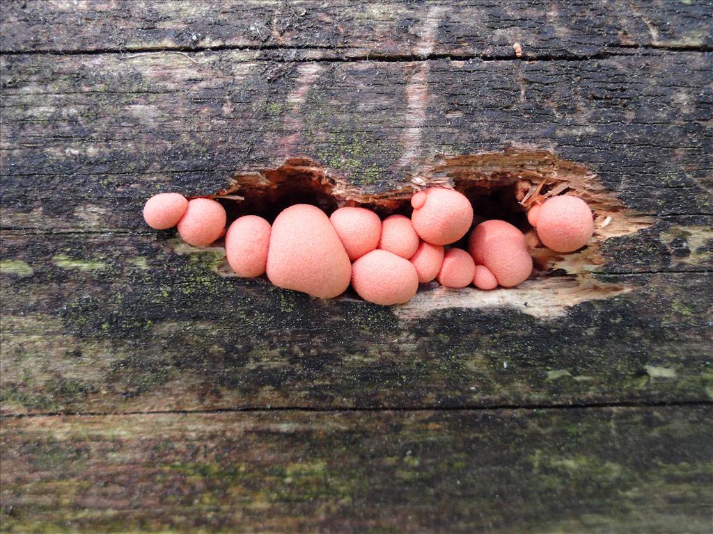 Lycogala epidendrum sl, incl. alisaulianovae, irregulare, leopardinum, maculatum, olearium, palianytsia, roseosporum, succineum (door Jan van Hulst)