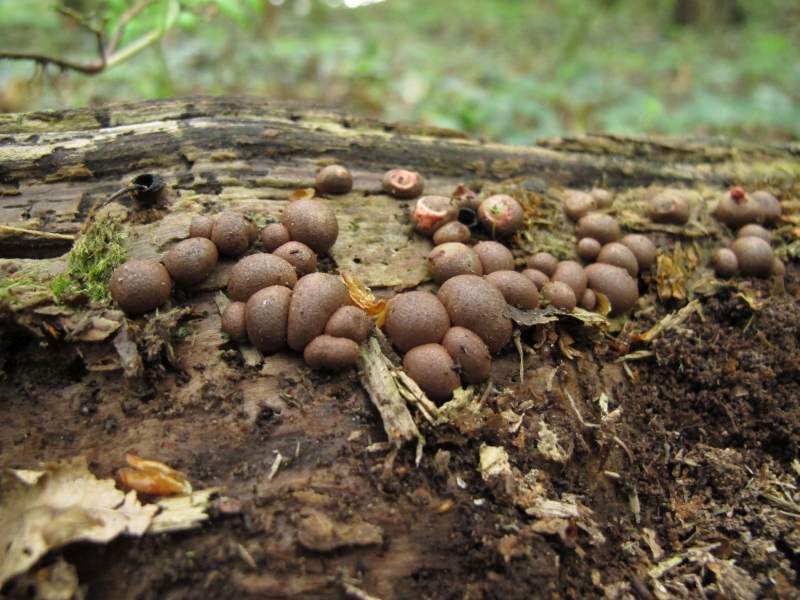 Lycogala epidendrum sl, incl. alisaulianovae, irregulare, leopardinum, maculatum, olearium, palianytsia, roseosporum, succineum (door Marian Jagers)