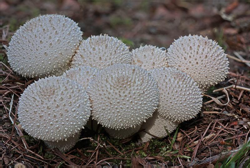 Lycoperdon perlatum (door Menno Boomsluiter)