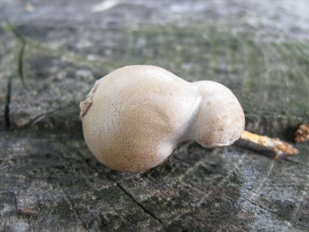 Lycogala flavofuscum (door Marian Jagers)