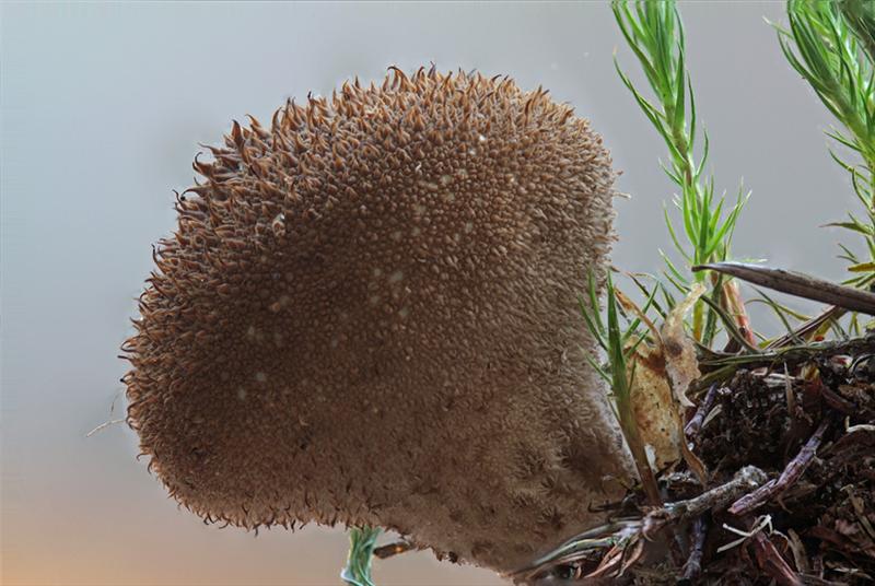 Lycoperdon nigrescens (door Menno Boomsluiter)