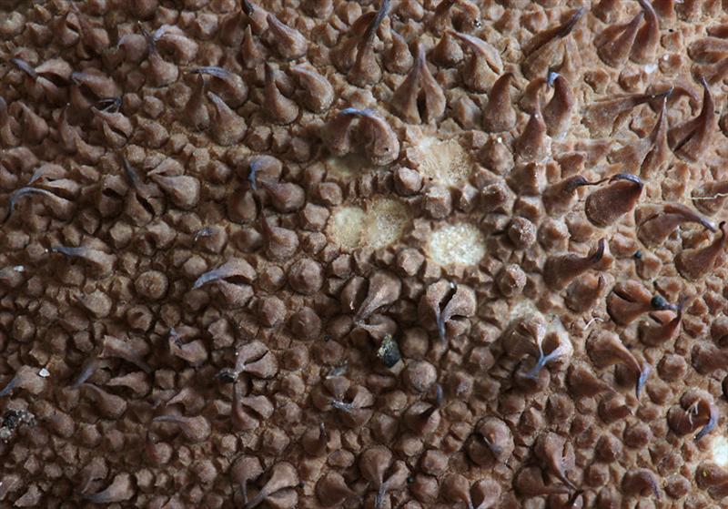 Lycoperdon nigrescens (door Menno Boomsluiter)