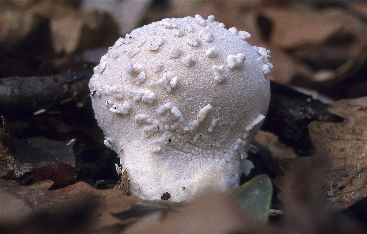 Lycoperdon mammaeforme (door An Westerweel )