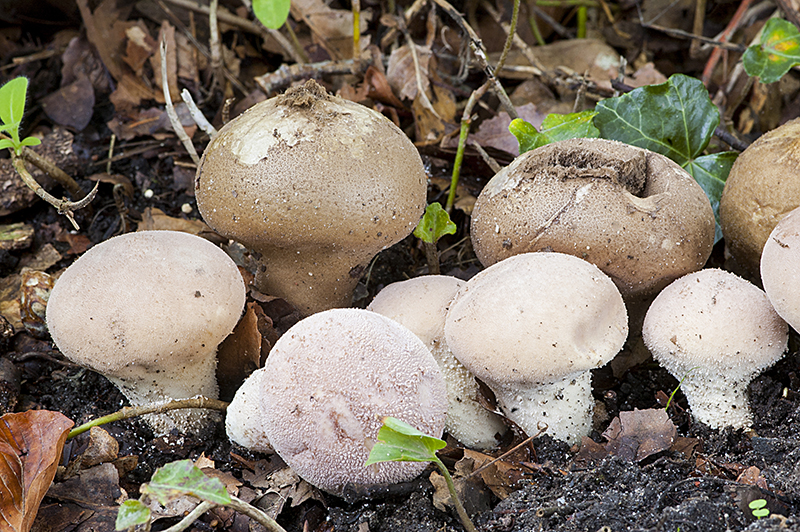 Lycoperdon molle (door Nico Dam)