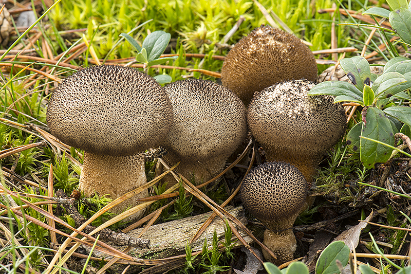 Lycoperdon nigrescens (door Nico Dam)