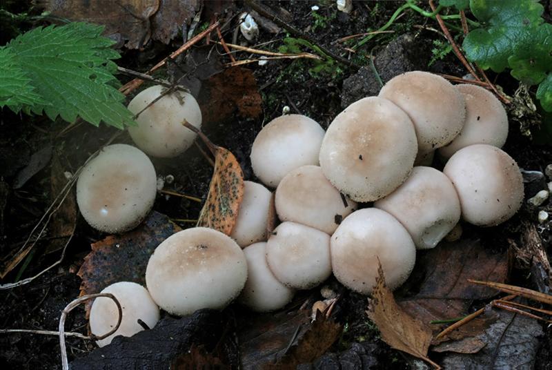 Lycoperdon pyriforme (door Menno Boomsluiter)