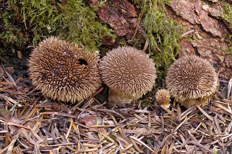 Lycoperdon echinatum (door Nico Dam)