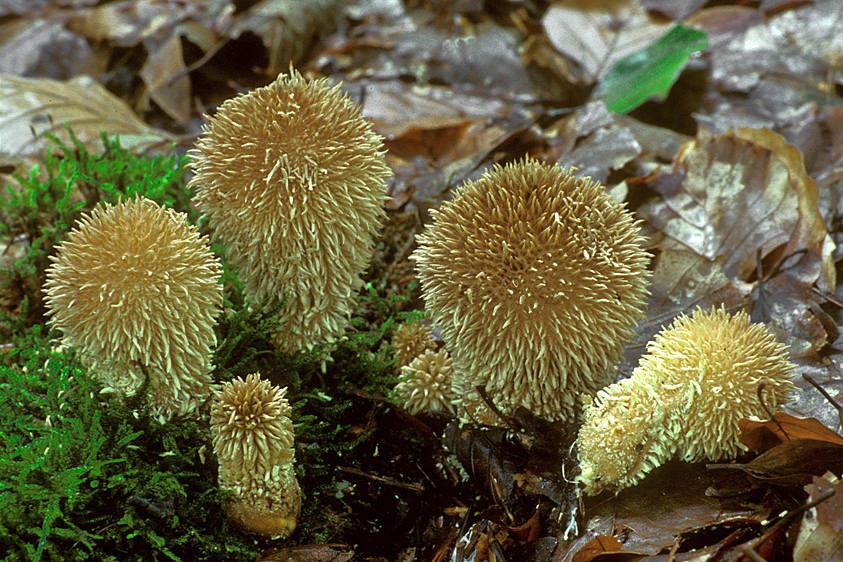 Lycoperdon echinatum (door Henk Huijser)