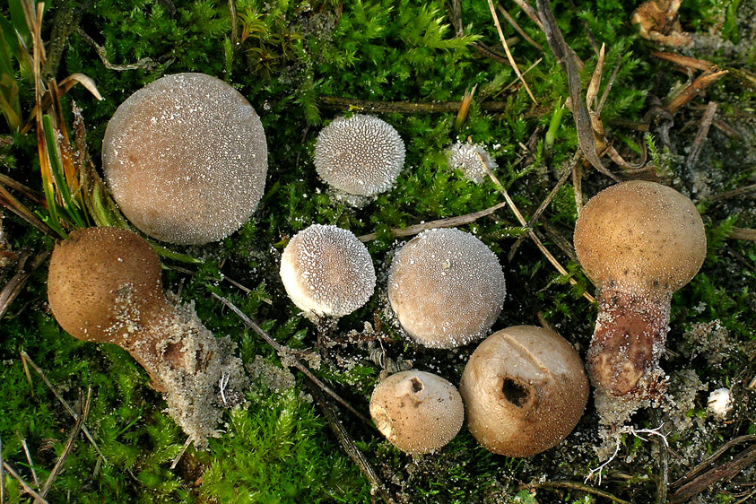 Lycoperdon lividum (door Henk Huijser)