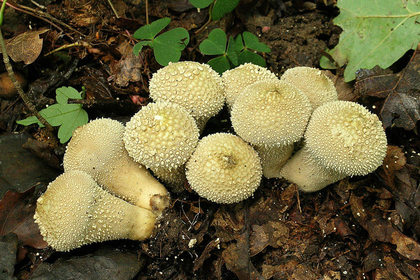 Lycoperdon perlatum var. perlatum (door Henk Huijser)