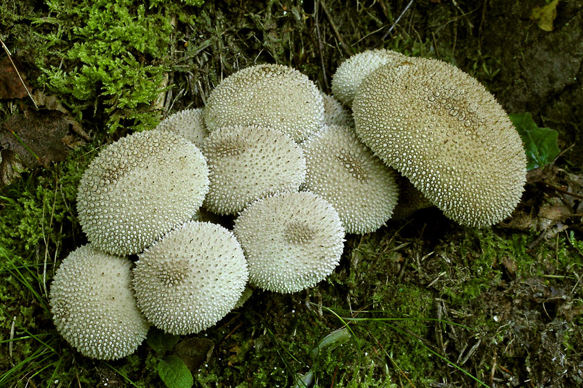 Lycoperdon perlatum var. perlatum (door Henk Huijser)