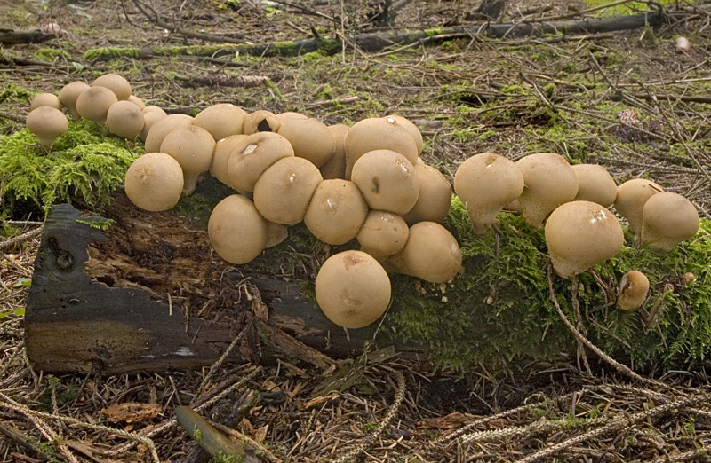 Lycoperdon pyriforme (door Nico Dam)