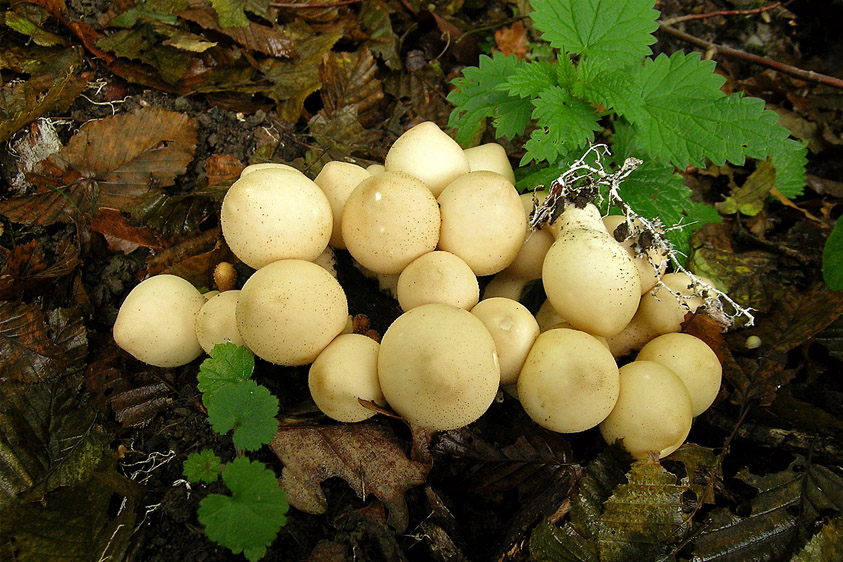 Lycoperdon pyriforme (door Henk Huijser)