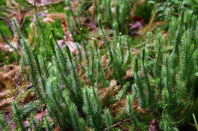 Spinulum annotinum (door Niels Jeurink)