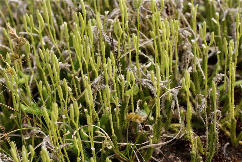 Lycopodium clavatum (door Adrie van Heerden)