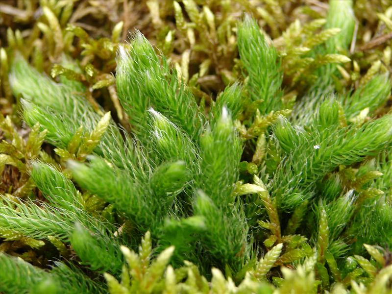 Lycopodium clavatum (door Adrie van Heerden)