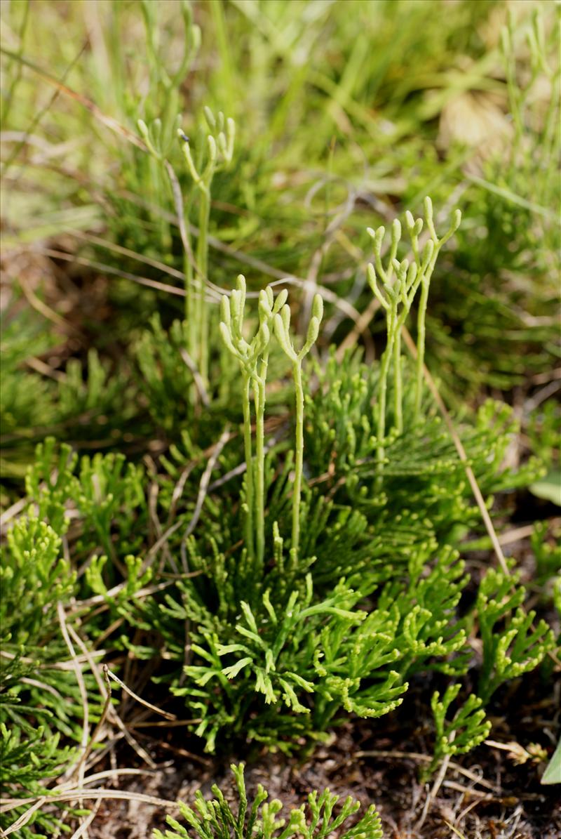 Diphasiastrum tristachyum (door Adrie van Heerden)