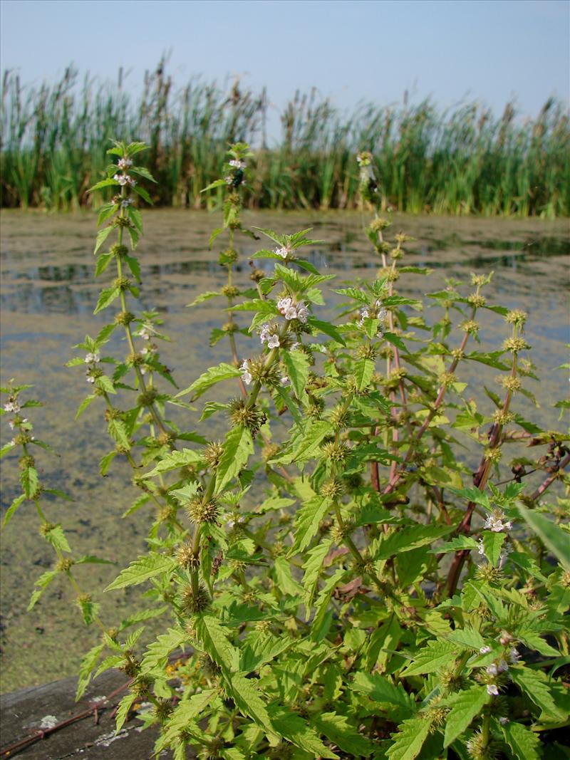 Lycopus europaeus (door Adrie van Heerden)