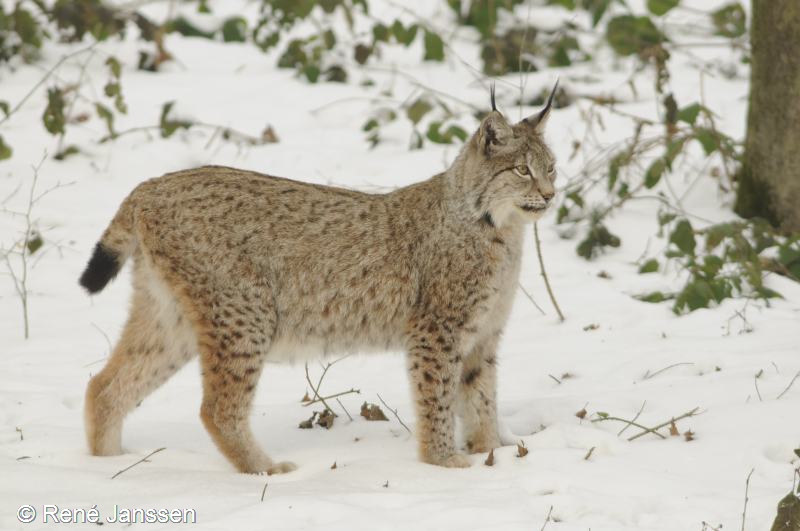 Lynx lynx (door René Janssen)