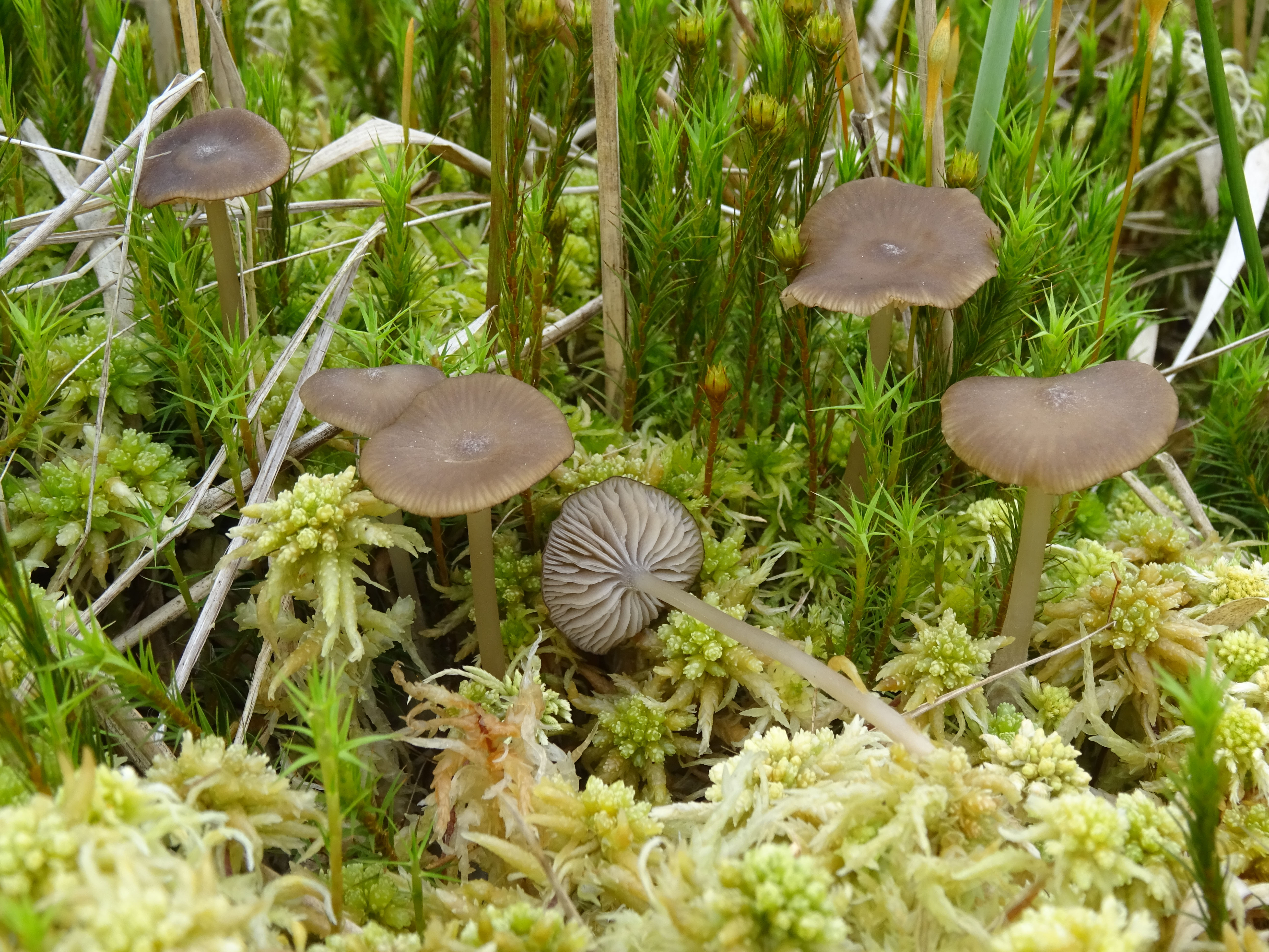 Lyophyllum palustre (door Roeland Enzlin)